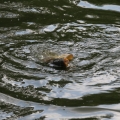 image koningswedstrijd-in-kronenburgerpark-nijmegen-19-07-09-77-jpg