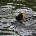 image koningswedstrijd-in-kronenburgerpark-nijmegen-19-07-09-78-jpg