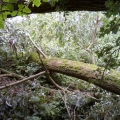 image stormschade-kasteelshehof-28-07-2013-30-jpg