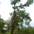 image stormschade-kasteelshehof-28-07-2013-45-jpg