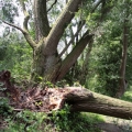 image stormschade-kasteelshehof-28-07-2013-5-jpg