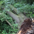 image stormschade-kasteelshehof-28-07-2013-6-jpg