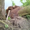 Verwijderen omgewaaideboom bij ijzeren brug 16-05-2013