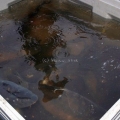 image vis-uitgezetting-in-ooijpolder-2011-12-jpg