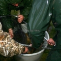 image vis-uitgezetting-in-ooijpolder-2011-14-jpg