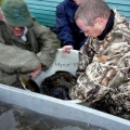 image vis-uitgezetting-in-ooijpolder-2011-22-jpg