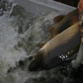 image vis-uitgezetting-in-ooijpolder-2011-29-jpg