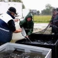 image vis-uitgezetting-in-ooijpolder-2011-3-jpg