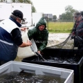 Vis uitgezetting in Ooijpolder 2011