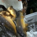 image vis-uitgezetting-in-ooijpolder-2011-30-jpg