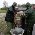 image vis-uitgezetting-in-ooijpolder-2011-46-jpg