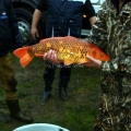image vis-uitgezetting-in-ooijpolder-2011-15-jpg