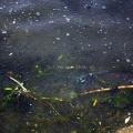 image vis-uitgezetting-in-ooijpolder-2011-17-jpg