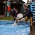 is uitgezetting in Ooijpolder 2011