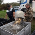 image vis-uitgezetting-in-ooijpolder-2011-38-jpg