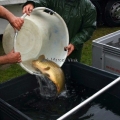 image vis-uitgezetting-in-ooijpolder-2011-4-jpg