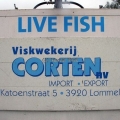 image vis-uitgezetting-in-ooijpolder-2011-51-jpg