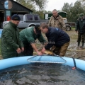 is uitgezetting in Ooijpolder 2011